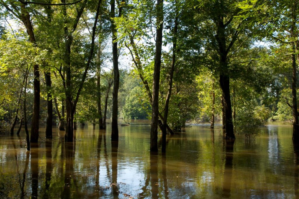 Neuse River in North Carolina