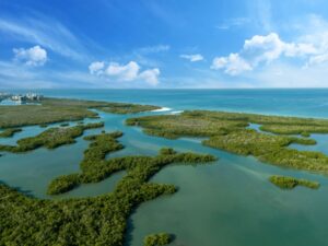 Mangroves in Naples Florida