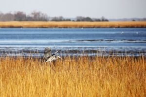 Dover Kayaking Destination Bombay Hook
